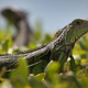 An iguana in Miami, Florida.